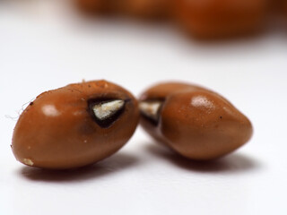 Close up shoot of 'tolo beans' or Vigna unguiculata subsp. unguiculata, one kind of beans that usually processed as food ini Indonesia, capture on white background