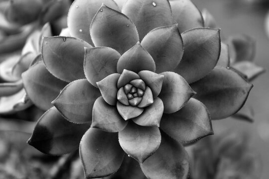 cactus floreando blanco y negro