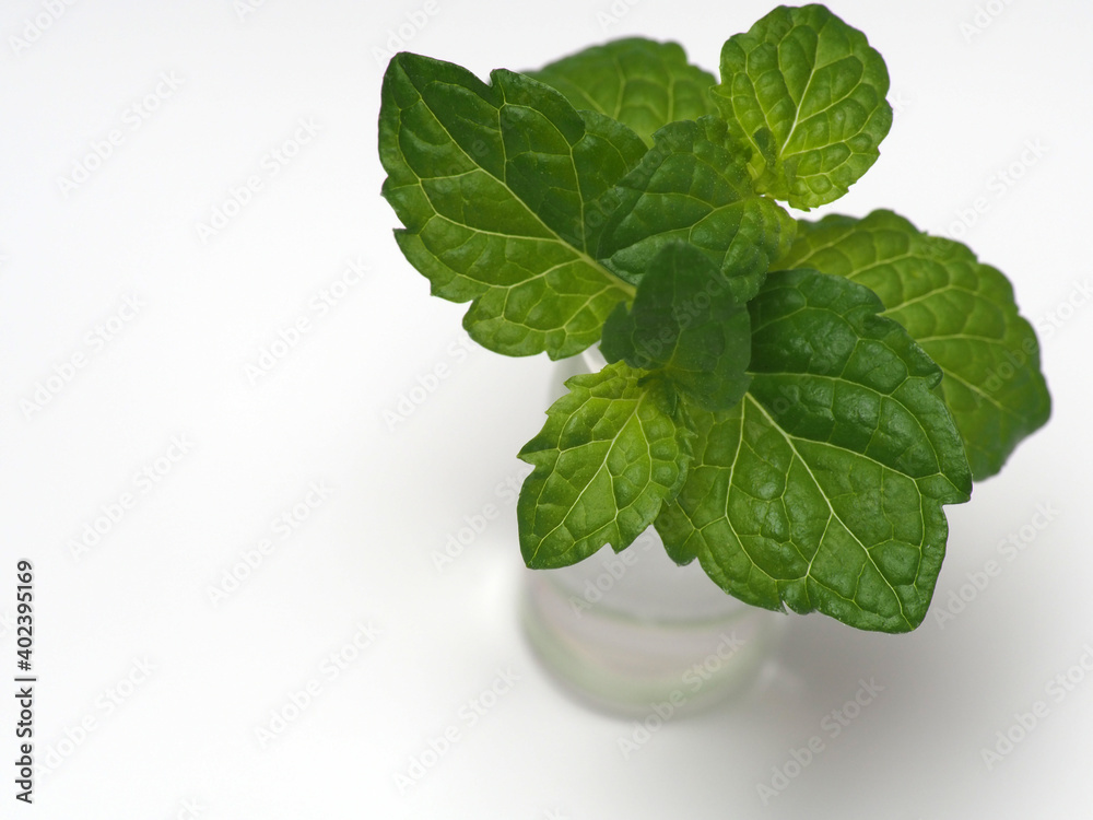 Wall mural macro picture of pepermint leafs on a white isolated background