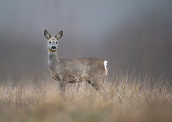 Roe deer female ( Capreolus capreolus )