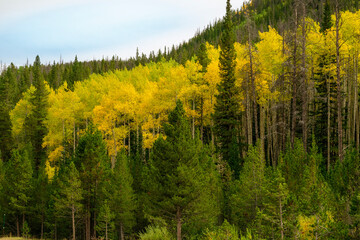 landscape with trees