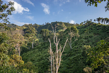 pine tree in the mountains