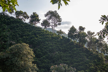 trees in the mountains