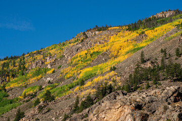 landscape with flowers