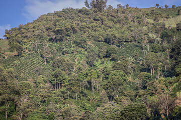 trees in the mountains