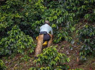person walking in the forest