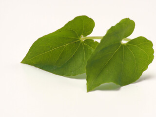 Fototapeta premium Picture of Typhonium flagelliforme, plant that contain anti cancer substance, shoot on white isolated background