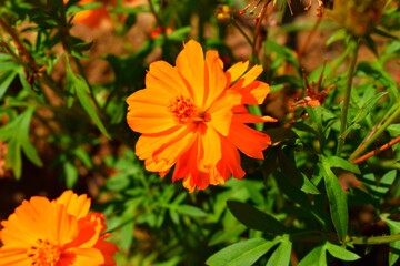 Cosmos orange flower in the garden