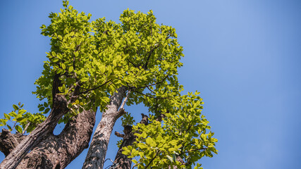 Tree With Blue Sky 