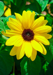 yellow flower