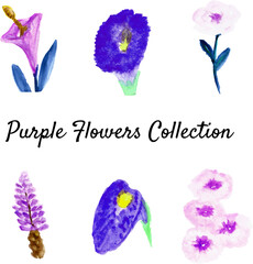 purple flower collection watercolor hand painting. High quality