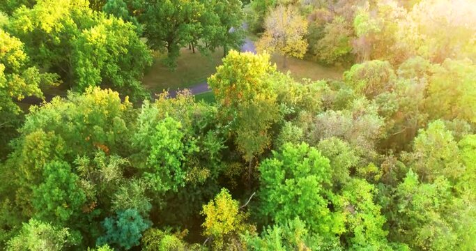 Aerial view of tree tops