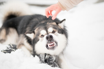 Young angry alaskan malamute try to bit woman's hand in snow. Dog winter.