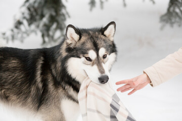 Young alaskan malamute playing with blanket in snow. Dog winter.