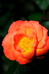 優しい色合いの可愛いバラ