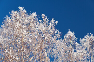 Birch crowns covered with frost and snow against the background of a clear blue sky