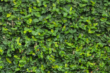 The vines grew on the walls