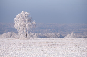 Obraz na płótnie Canvas Lonely birch tree in the field. Frozen birch trees covered with hoarfrost and snow.