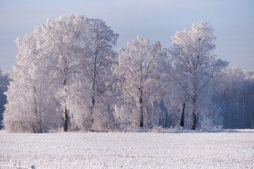 Frozen birch trees covered with hoarfrost and snow.