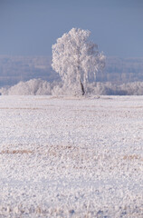 Frozen birch trees covered with hoarfrost and snow.