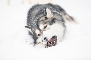 Young alaskan malamute playing with stick in snow. Dog winter.