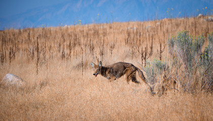 Antelope Island Park