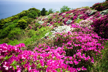 ツツジが美しい美保関の風景（島根県松江市）