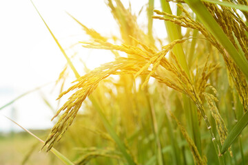 Obraz premium Close up paddy rice plant in the field with sun light in the morning.