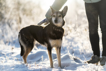 A hand reaches out to the domestic dog