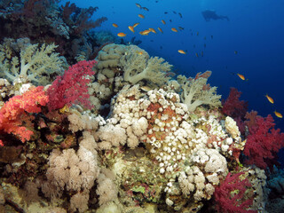 Fototapeta na wymiar A deep, colorful coral reef in the central Red Sea