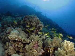 Ehrenberg's snapper Lutjanus ehrenbergii in the central Red Sea