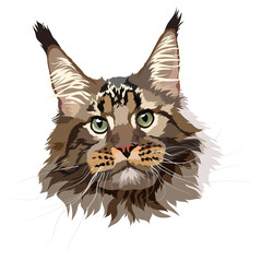 Maine Coon cat vector image. Portrait, head