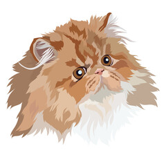 Persian cat portrait, vector illustration