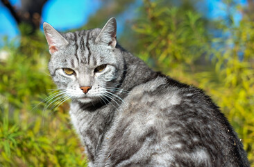 portrait of a tabby cat looking at a camera