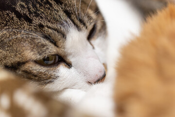 くつろぐ猫　キジトラ猫