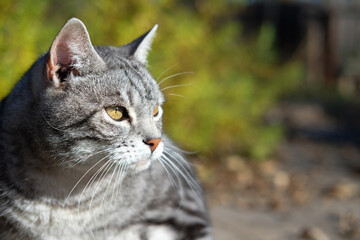 portrait of a tabby cat looking at a side