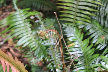 Purple blossoming fern in forest(3)