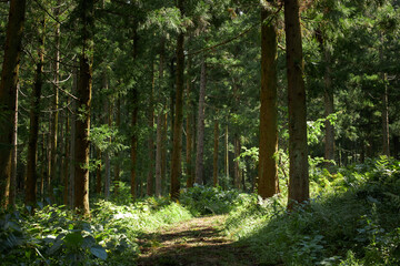 Jeju Island Forest