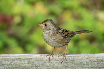close up of a beautiful golden-crowned sparrow resting on top of a wooden fence in the park on a sunny day