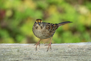 close up of a beautiful golden-crowned sparrow resting on top of a wooden fence in the park on a sunny day