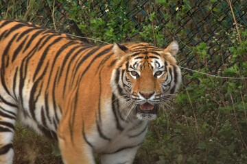Fototapeta na wymiar The Bengal tiger (Panthera tigris tigris) is in a safari park in Taiwan.