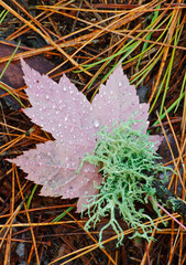 548-46 Maple Leaf and Moss