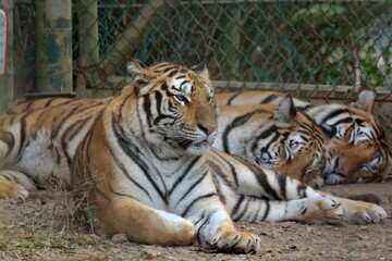 The Bengal tiger (Panthera tigris tigris) is in a safari park in Taiwan.