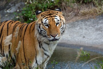 Fototapeta na wymiar The Bengal tiger (Panthera tigris tigris) is in a safari park in Taiwan.