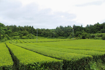 Fototapeta na wymiar The green tea fields are spread out wide.