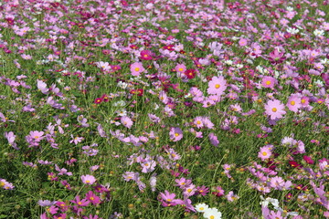 flowers blooming in the autumn fields
