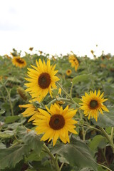 Fototapeta premium sunflowers blooming in the field