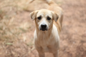 A dog standing looking at the camera