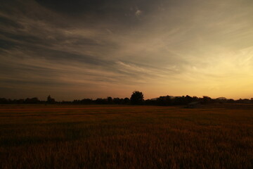 Golden light and silhouette in the morning