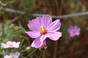 Fototapeta premium flowers blooming in the autumn fields
